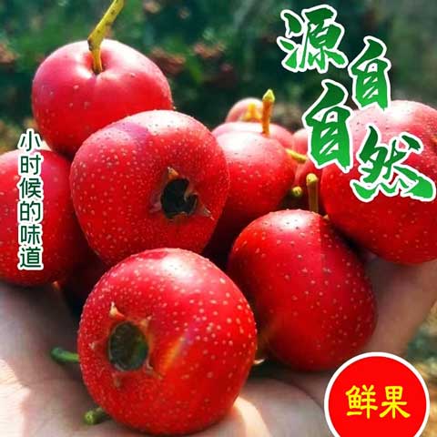 【包邮】山楂果新鲜山楂大果现摘独立包装农家鲜山楂水果