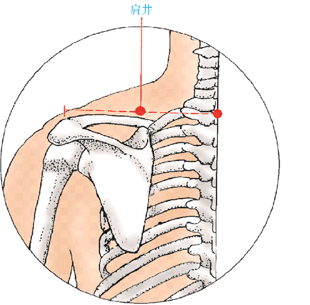 中医常用穴位大全：图解、定位、功效与家庭保健