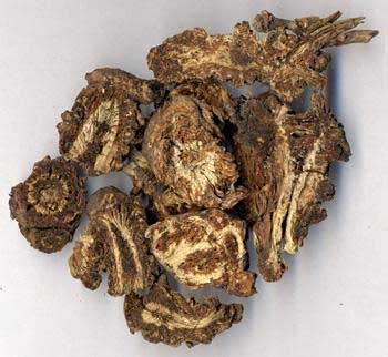 羌活:功效、主治、鉴别与炮制解析